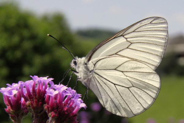 Black-veined White butterfly, Pays Basque