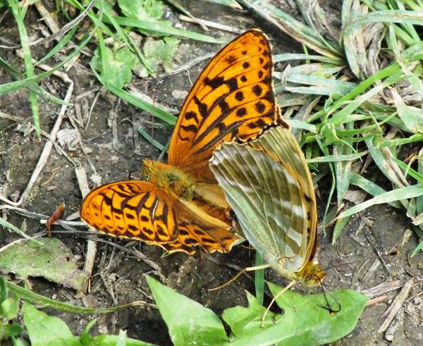 Silver Washed Fritillary Butterfly, Argynnis papohia