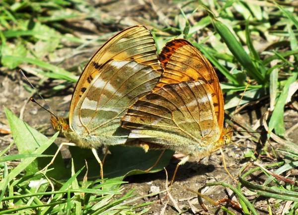 Silver Washed Fritillary Butterfly, Argynnis papohia - underside of wings, male and female