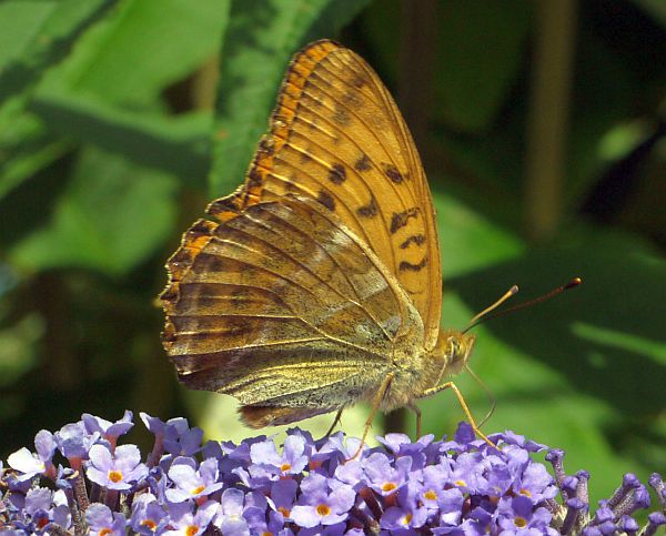 Silver Washed Fritillary Butterfly, Argynnis papohia - underside showing silver washed effect