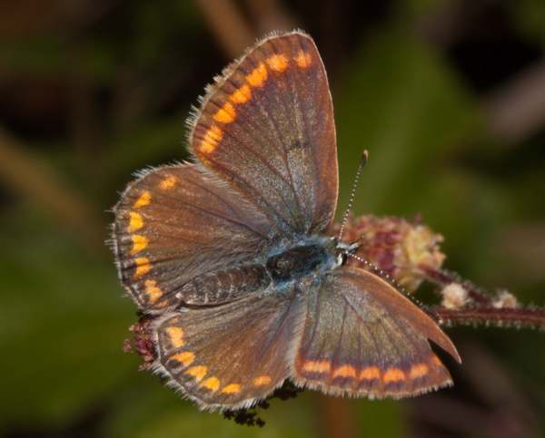 Brown Argus Butterfly - Aricia agestis