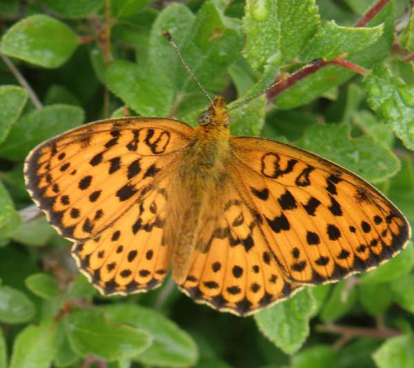 Marbled Fritillary, Brenthis daphne
