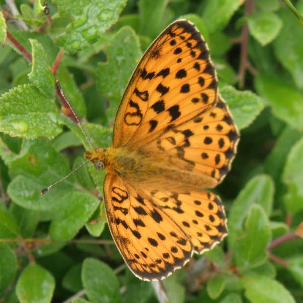 Marbled Fritillary butterfly, Brenthis daphne