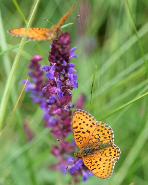 Twin-spot Fritillary, Brenthis hecate, Bulgaria