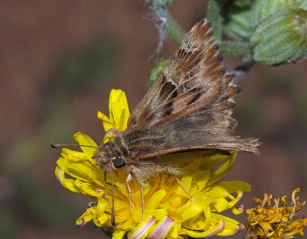 False Mallow Skipper Butterfly, Carcharodus tripolinus, Algarve, Portugal