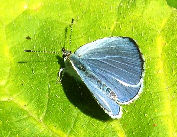 Holly Blue Butterfly, Celastrina argiolus