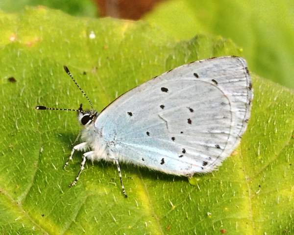 Holly Blue Butterfly, Celastrina argiolus, underwing
