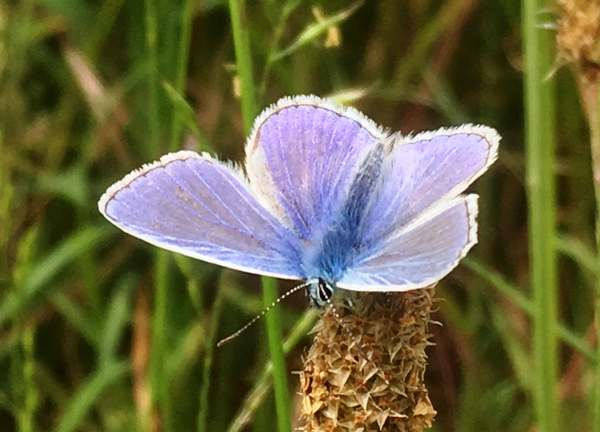 Holly Blue Butterfly, wings open