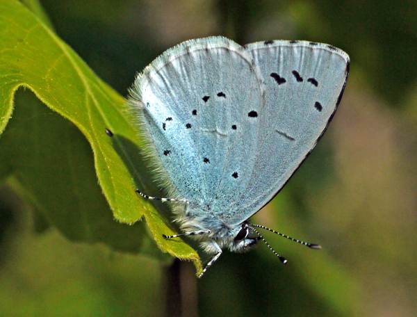 A Holly Blue at rest