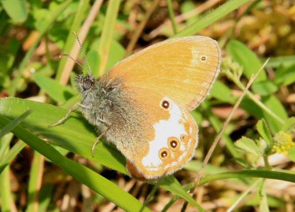 Pearly Heath butterfly