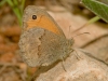 Small Heath butterfly, Coenonympha pamphilus