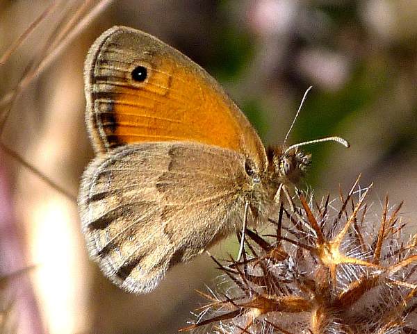 Small Heath butterfly, Portugal