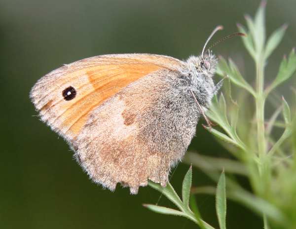 Small Heath butterfly, North Wales