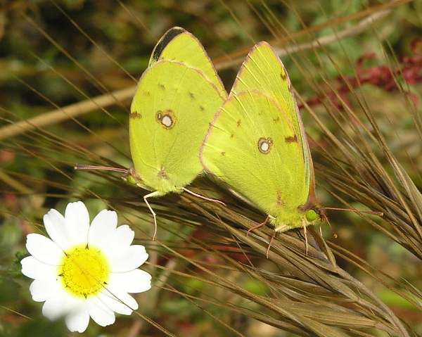 Colias croceus - Clouded Yellow butterfly