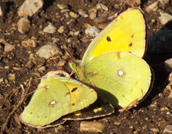 Colias croceus - Clouded Yellow butterflies, France