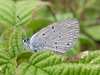Cupido minimus - Small Blue butterfly