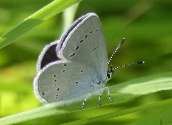Small Blue butterfly, wings closed