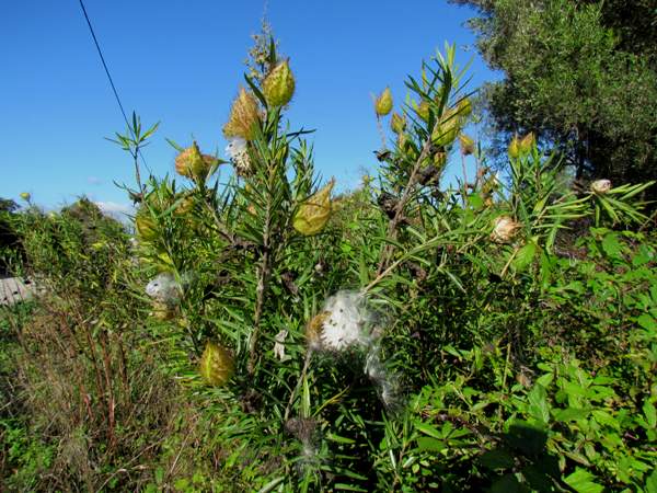 Bristle-fruited Silkweed