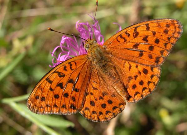 High Brown Fritillary Butterfly - Fabriciana adippe, male, basking in sunshie