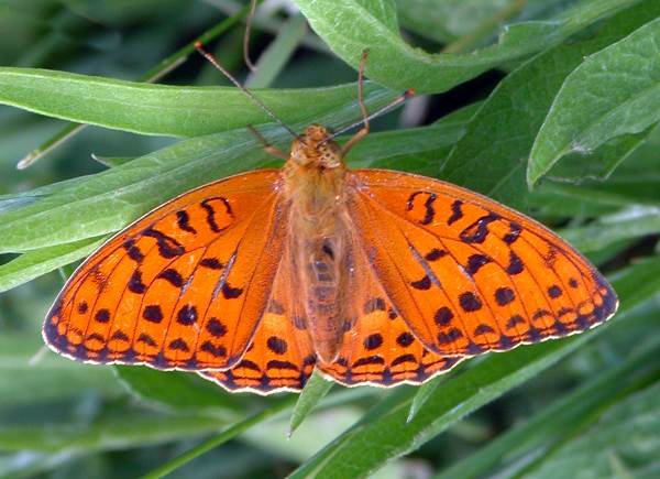High Brown Fritillary Butterfly - Fabriciana adippe, a male