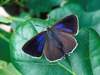 Purple Hairstreak Butterfly, Favonius quercus