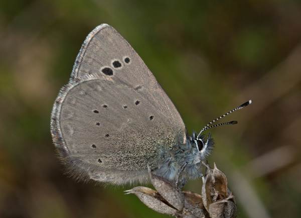Black-eyed Blue Butterfly, Glaucopsyche melanops, wings closed