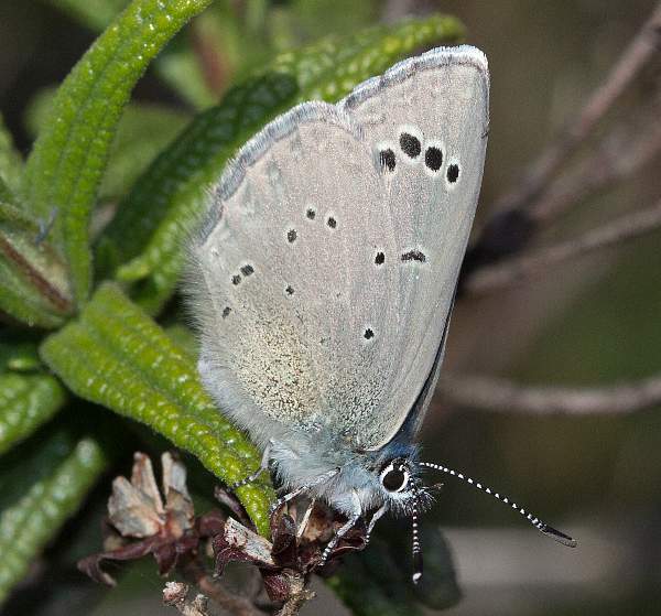 Black-eyed Blue Butterfly, Glaucopsyche melanops