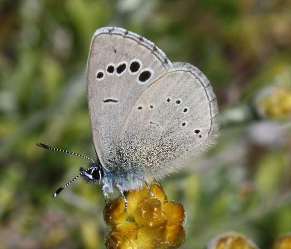 Paphosl Blue butterfly, male, Cyprus
