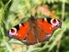 Peacock butterfly, Inachis io