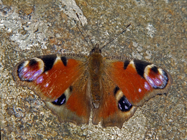 Peacock butterfly, open-wing view