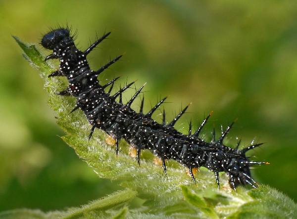 Mature larva of Peacock butterfly, about to pupate