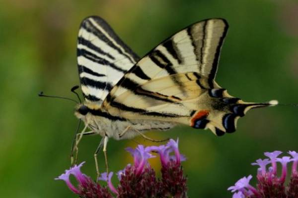 Scarce Swallowtail butterfly