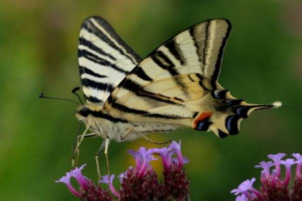 Scarce Swallowtail Iphiclides Podalirius Identification Guide Scarce Swallowtail Iphiclides Podalirius Identification Guide