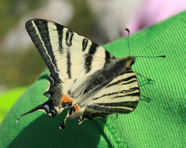 Scarce Swallowtail butterfly, Italy