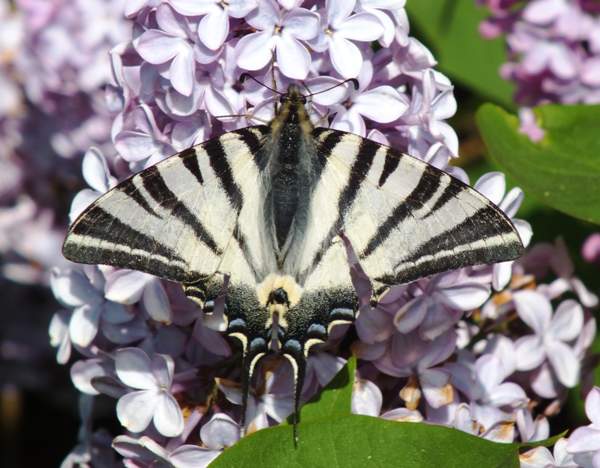 Svcarce Swallowtail butterfly, southern France