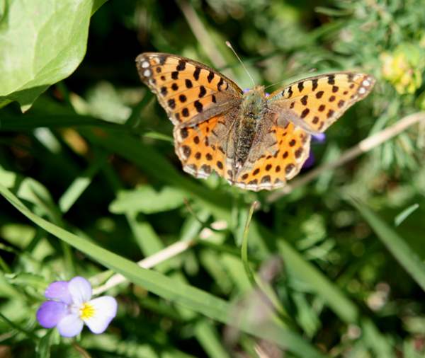Queen of Spain Fritillary butterfly, Issoria lathonia, with larval foodplant Viola species