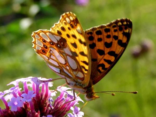 Queen of Spain Fritillary, Issoria lathonia, France - underwing visible