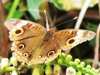 Junonia evarete - Caribbean Buckeye butterfly
