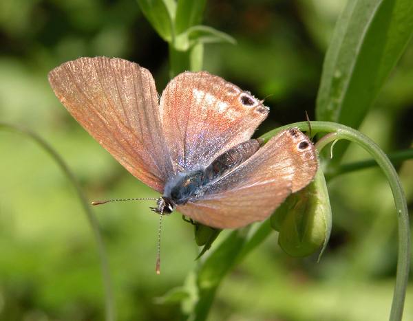 Long-tailed Blue Butterfly, Lampides boeticus (female)