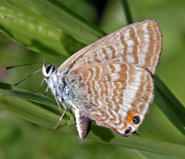 Long-tailed Blue Butterfly, Lampides boeticus, closed wings