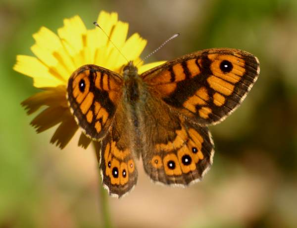 Wall Brown Butterfly - Lasiommata megera