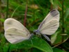 Leptidea sinapois, Wood White butterfly
