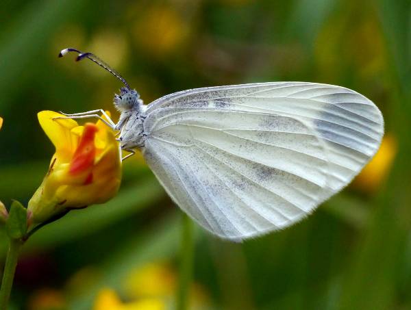 Wood White butterfly, underwing view