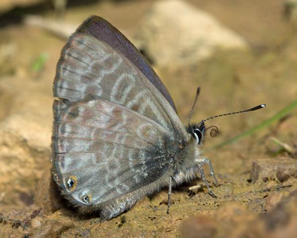 Lang's Short-tailed Blue, Leptotes pirithous, Portugal