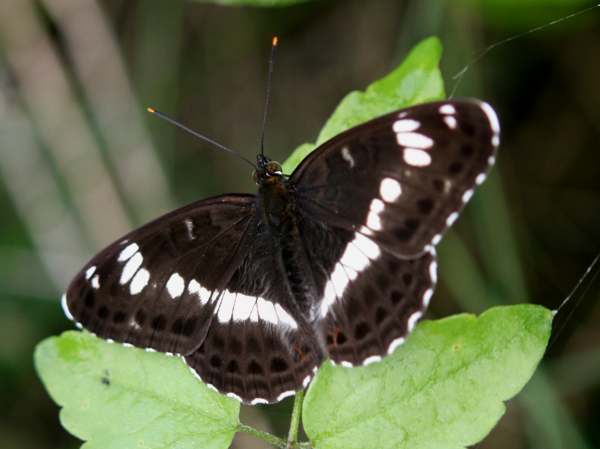 White Admiral Butterfly - Limenitis camilla