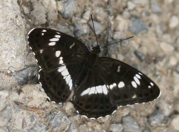 White Admiral Butterfly - Limenitis camilla, Bulgaria