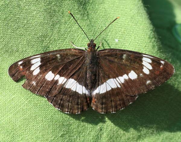 White Admiral Butterfly - Limenitis camilla, old specimen