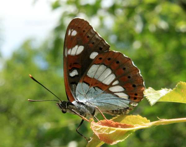 Southern White Admiral Butterfly - Limenitis reducta