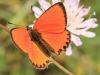 Large Copper butterfly, Lycaena dispar