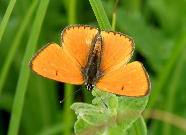 Large Copper Butterfly, male, Bulgaria 2009